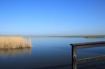 Dry Wild Plants Growing in the Lake Under the Sky – Free Stock Photo, Download for Free