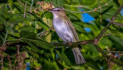 Red-eyed Vireo (Vireo olivaceus) – Free Stock Photo for Download
