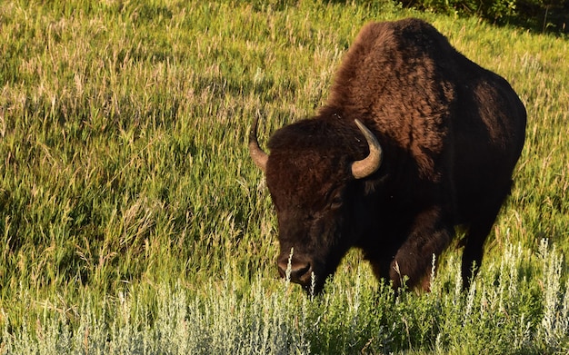 American Bison Grazing in a Scenic Meadow – Free Stock Photo for Download
