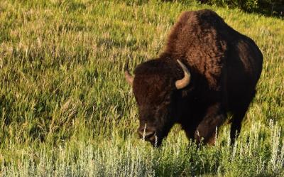 American Bison Grazing in a Scenic Meadow – Free Stock Photo for Download