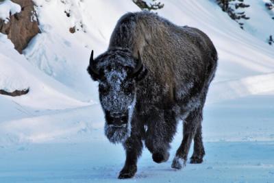 One Bison in a Stampede: Captivating Free Stock Photo for Download