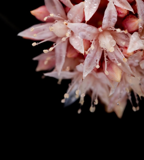 Close Up of Pink Flower – Free Stock Photo for Download