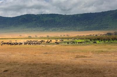 Herd of Wildebeest in Ngorongoro Conservation Area, Tanzania – Free Download