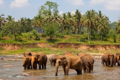 Elephants in Sri Lanka – Free Stock Photo for Download