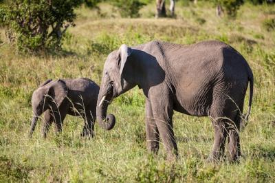 African Elephant Family Walking in the Savanna – Free Download