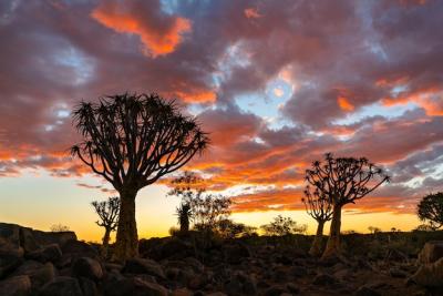 Quiver Trees Forest Silhouette Against a Stunning Twilight Sunset in Keetmanshoop, Namibia – Free Download