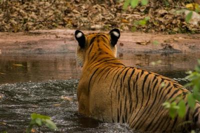 Majestic Tiger Walking in Water – Free Download, Free Stock Photo