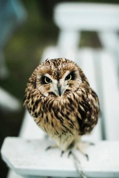 Owl Photo Ideas for Wedding Shoots – Free Download