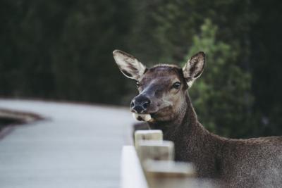 Cute White-Tailed Deer by a Road – Free Stock Photo for Download