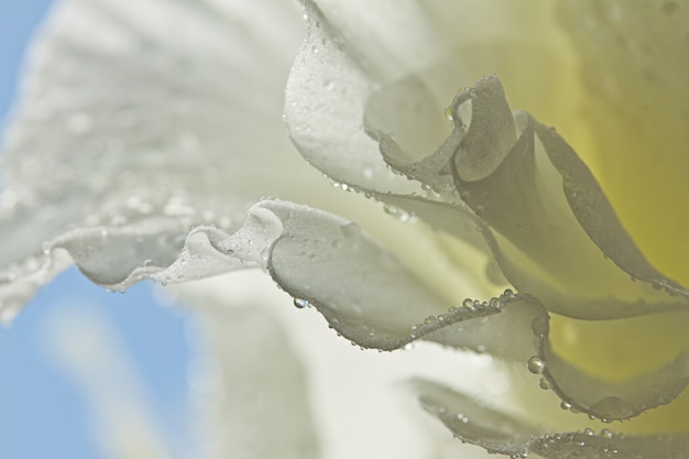 Beautiful White-Petaled Bellflowers Closeup – Download Free Stock Photo
