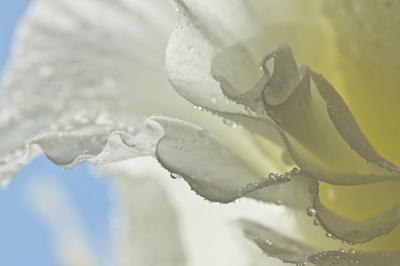 Beautiful White-Petaled Bellflowers Closeup – Download Free Stock Photo