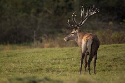 Red Deer in Their Natural Habitat During the Rut – Free to Download