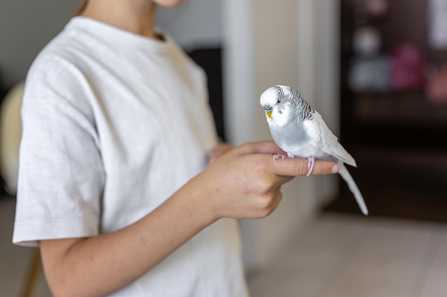 The Girl Holding a Blue and White Wavy Parrot Close-Up – Free Download
