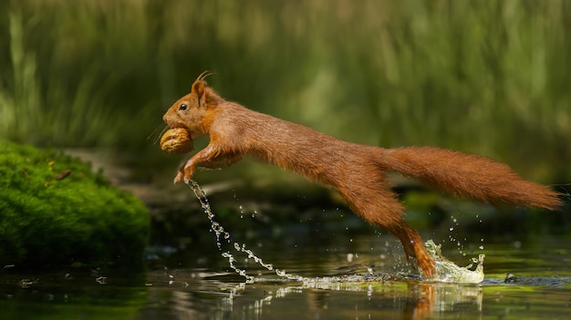 Red Squirrel Running on Water with Nut – Free Stock Photo, Download for Free