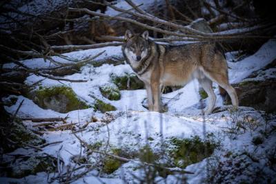 Eurasian Wolf in a Beautiful White Winter Forest – Free Stock Photo for Download