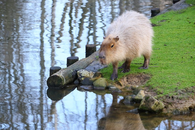 Grey Capybara on Lush Green Grass by the Water – Free Stock Photo Download