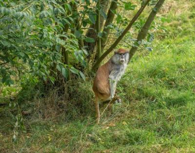 Patas Monkey in a Tree – Free Download