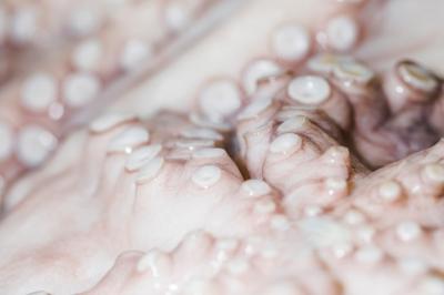 Close-up of Fresh Octopus in Market – Free Download
