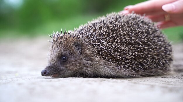Close-Up of a Hedgehog Being Petted – Free Stock Photo for Download