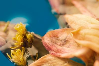 Extreme Close-Up of Flowers in Blue Water – Free Stock Photo Download