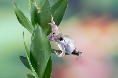 Closeup of Australian Tree Frog on Green Leaves – Free Stock Photo for Download