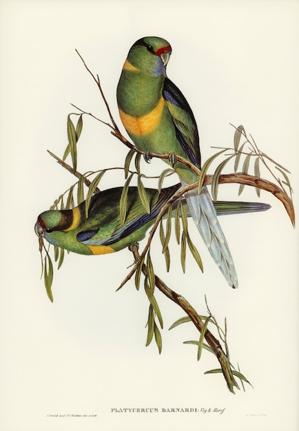 Parakeet (Platycercus Barnardii) Illustration by Elizabeth Gould – Free Download