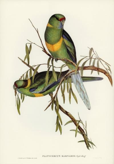 Parakeet (Platycercus Barnardii) Illustration by Elizabeth Gould – Free Download