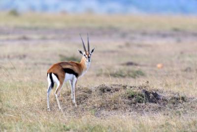 Thomson’s Gazelle on the Savanna in Africa – Free Stock Photo Download