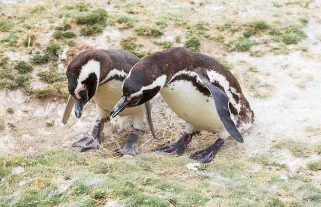 Penguin – High-Quality Free Stock Photo for Download