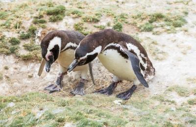 Penguin – High-Quality Free Stock Photo for Download