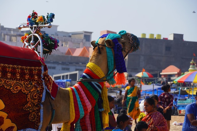 A Camel and People Gathering on Golden Beach, Puri, Odisha, India – Free Stock Photo Download