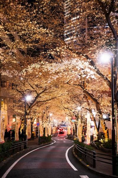 Modern Tokyo Street Background – Download Free Stock Photo