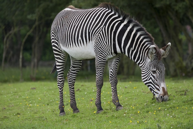 Closeup Shot of a Zebra Grazing on a Green Field – Download Free Stock Photo