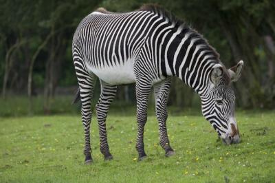 Closeup Shot of a Zebra Grazing on a Green Field – Download Free Stock Photo