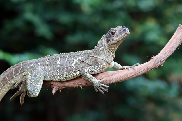 Closeup of Hydrosaurus Weberi Lizard – Free Download