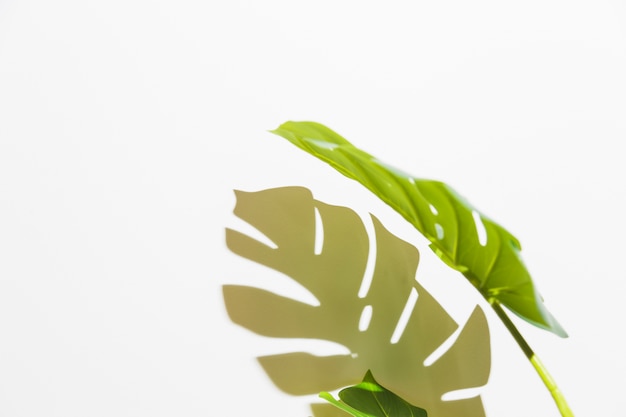 Close-Up of Green Monstera Leaf with Shadow on White Backdrop – Free Download