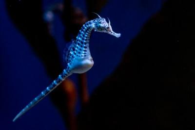 Close-Up of a Sea Horse Underwater – Free Download Stock Photo