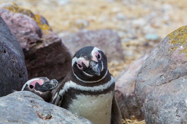 Penguin: Free Stock Photo for Download