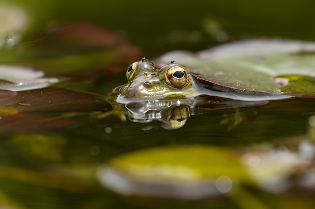 Frog in a Lake Under a Floating Leaf – Free Download