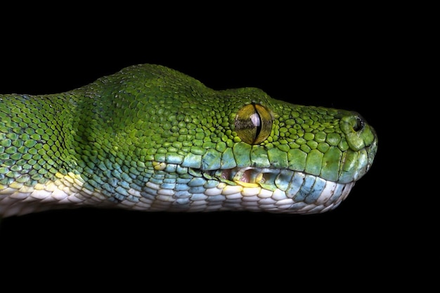 Green Tree Python Snake on Branch – Free Download
