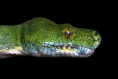 Green Tree Python Snake on Branch – Free Download