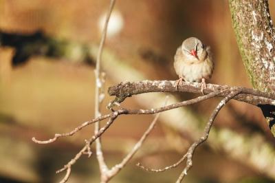 Closeup Shot of Sparrow with Red Beak Perched on a Tree Branch – Free to Download