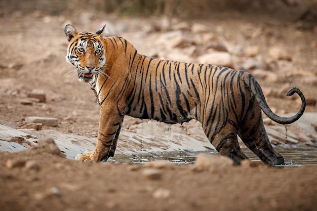 Amazing Bengal Tiger in Nature – Free Stock Photo for Download