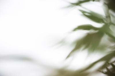 Green Leaves Shadow on White Background – Free Download