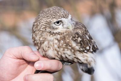 The Human Hand and the Little Owl – Free Stock Photo, Download for Free
