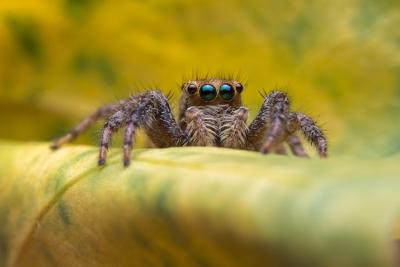 Jumping Spider – Download Free Stock Photo for Your Projects
