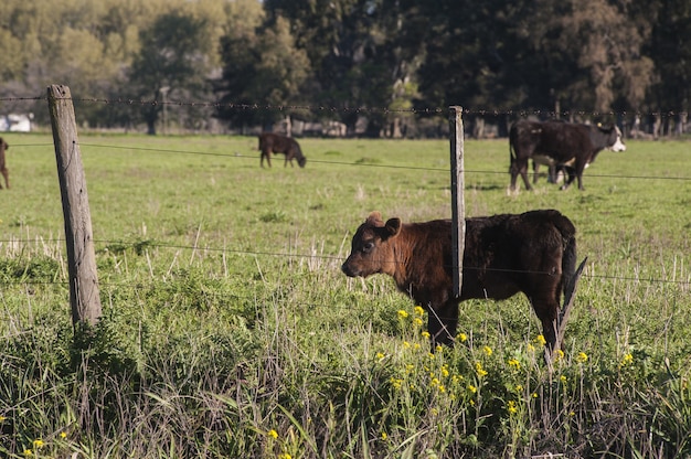 Beautiful Brown Calf in a Green Field: Free Stock Photo for Download