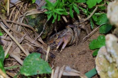 Maltese Freshwater Crab (Potamon fluviatile) in Its Muddy Burrow Nest – Free Download