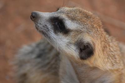 Meerkat With Very Long Whiskers Stretching – Free Stock Photo, Download for Free