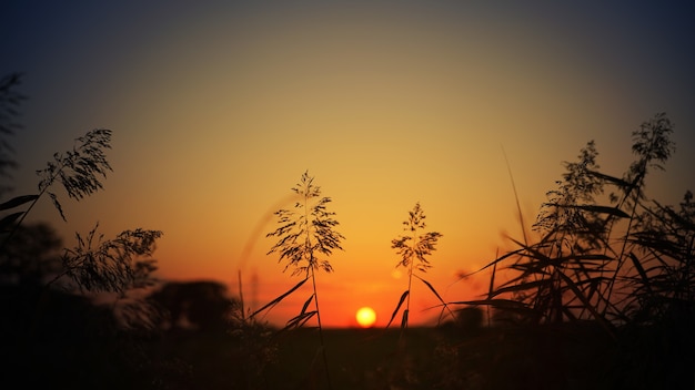 Stunning Silhouette of Grass at Sunset – Free Download